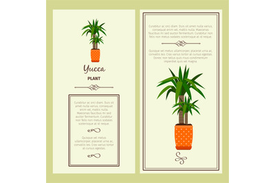 Greeting card with yucca plant