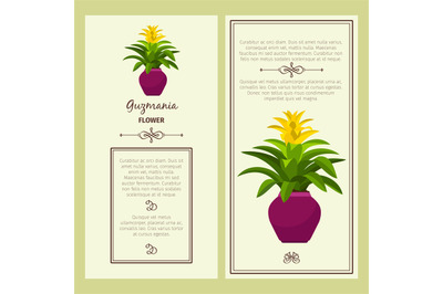 Guzmania flower in pot banners