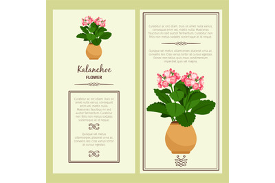 Kalanchoe flower in pot banners