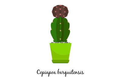 Copiapoa barquitensis cactus in pot