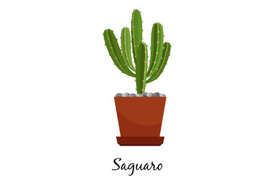 Saguaro cactus in pot