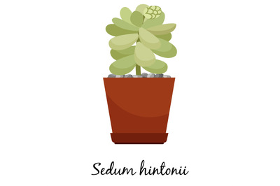 Sedum hintonii cactus in pot