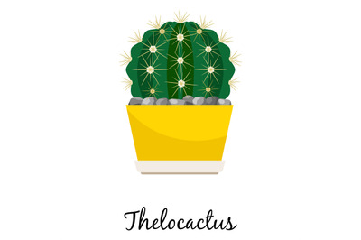 Thelocactus cactus in pot