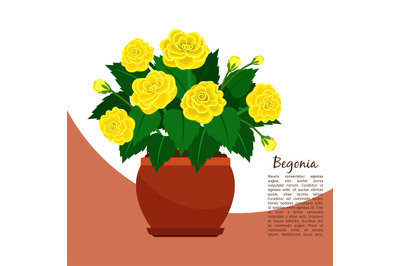 Begonia indoor plant in pot banner