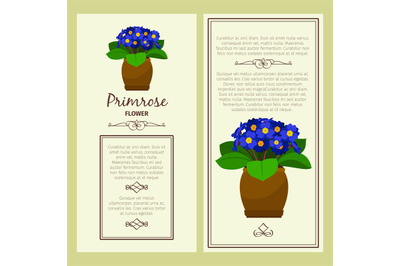 Greeting card with primrose plant