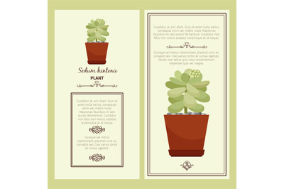 Greeting card with sedum hintonii plant