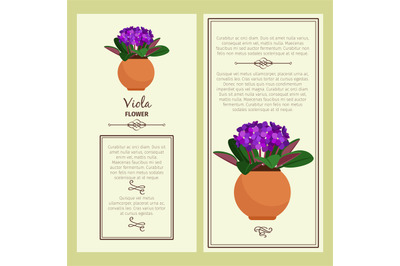 Greeting card with viola plant