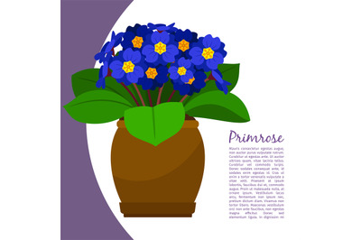 Primrose indoor plant in pot banner