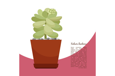 Sedum hintonii plant in pot banner