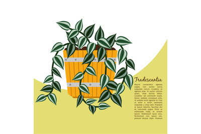 Tradescantia plant in pot banner