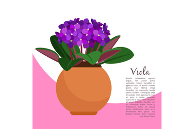 Viola plant in pot banner template