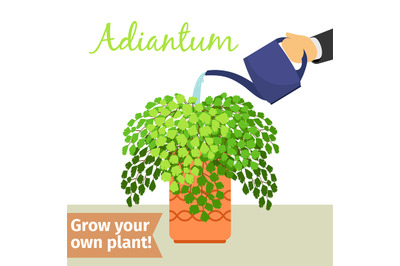 Hand watering adiantum plant