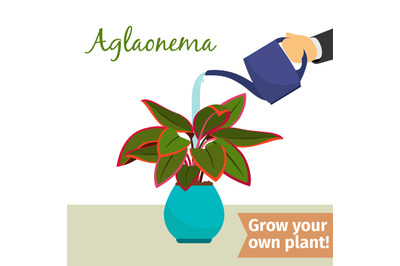 Hand watering aglaonema plant