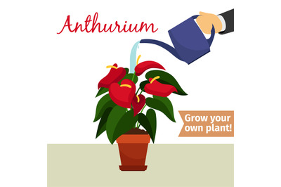 Hand watering anthurium plant