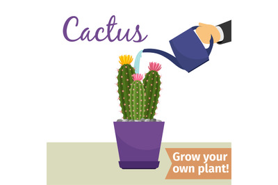 Hand watering cactus plant