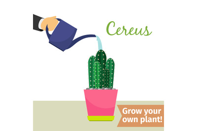 Hand watering cereus plant