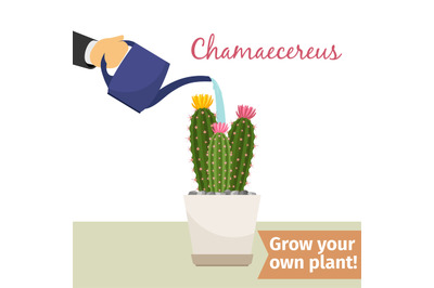 Hand watering chamaecereus plant