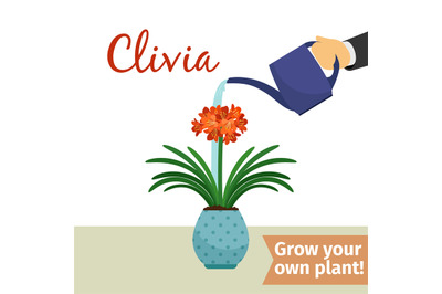 Hand watering clivia plant