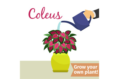 Hand watering coleus plant