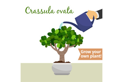 Hand watering crassula ovata plant