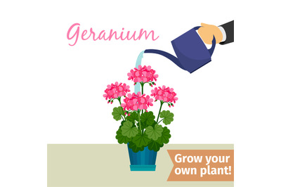 Hand watering geranuim plant