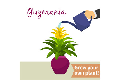 Hand watering guzmania plant