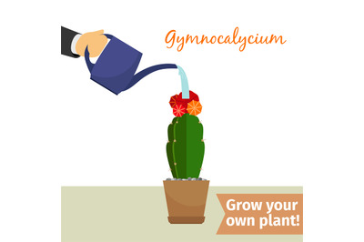 Hand watering gymnocalycium plant