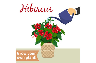 Hand watering hibiscus plant