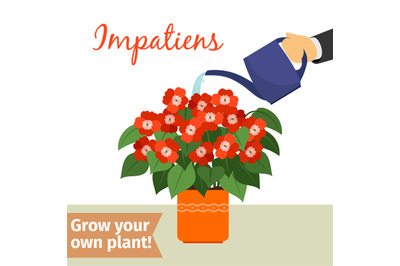 Hand watering impatiens plant