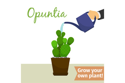 Hand watering opuntia plant