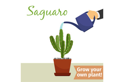 Hand watering saguaro plant