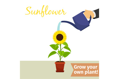 Hand watering sunflower plant