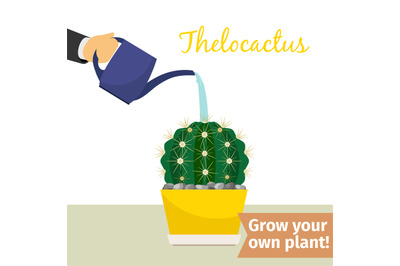 Hand watering thelocactus plant