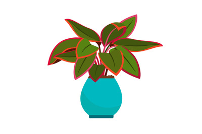 Aglaonema house plant