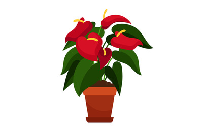 Anthurium houseplant in flower pot