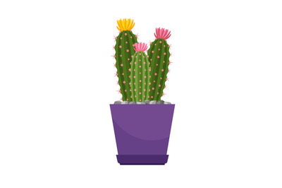 Cactus with flowers house plant