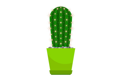 Cactus house plant in pot