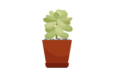 Cactus in brown flower pot