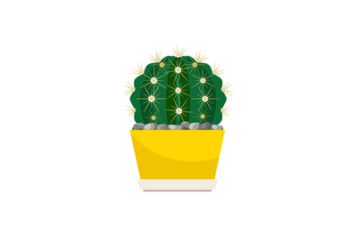 Cactus house plant in yellow pot