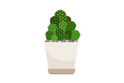 Cactus house plant in white flower pot