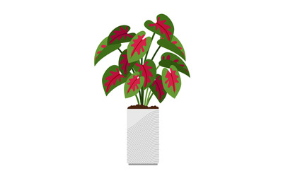 Caladium house plant in flower pot