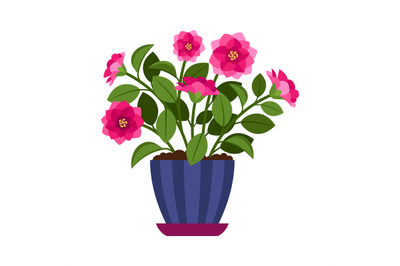 Camellia house plant in flower pot