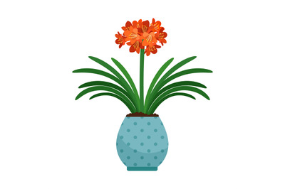 Clivia house plant in flower pot