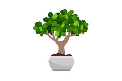 Crassula ovata house plant in pot