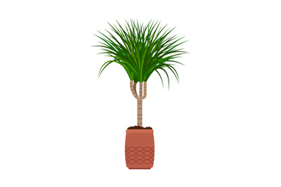 Dracaena house plant