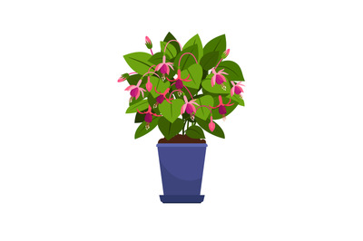 Fuchsia house plant