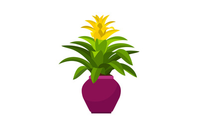 Guzmania house plant in flower pot