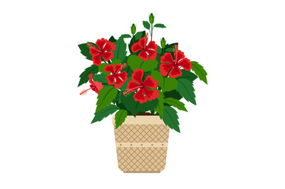 Hibiscus house plant in flower pot