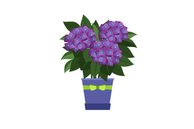 Hydrangea house plant