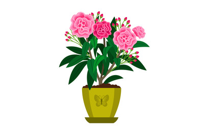 Oleander blooming houseplant